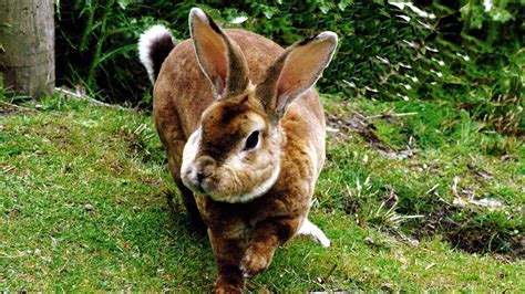 bunny forest